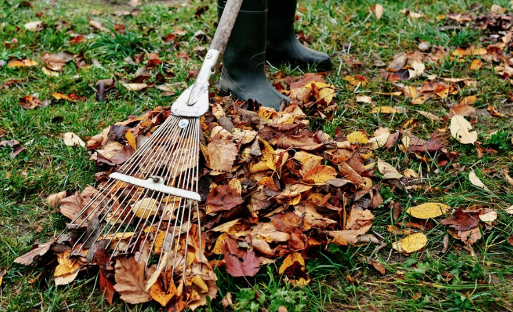 Spring and Fall Cleanup